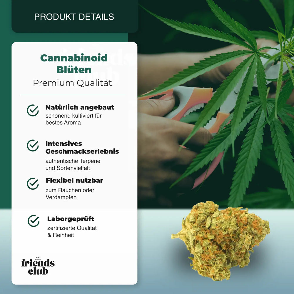CBD Bloemen Gorilla Glue 1g - hhcfriends
