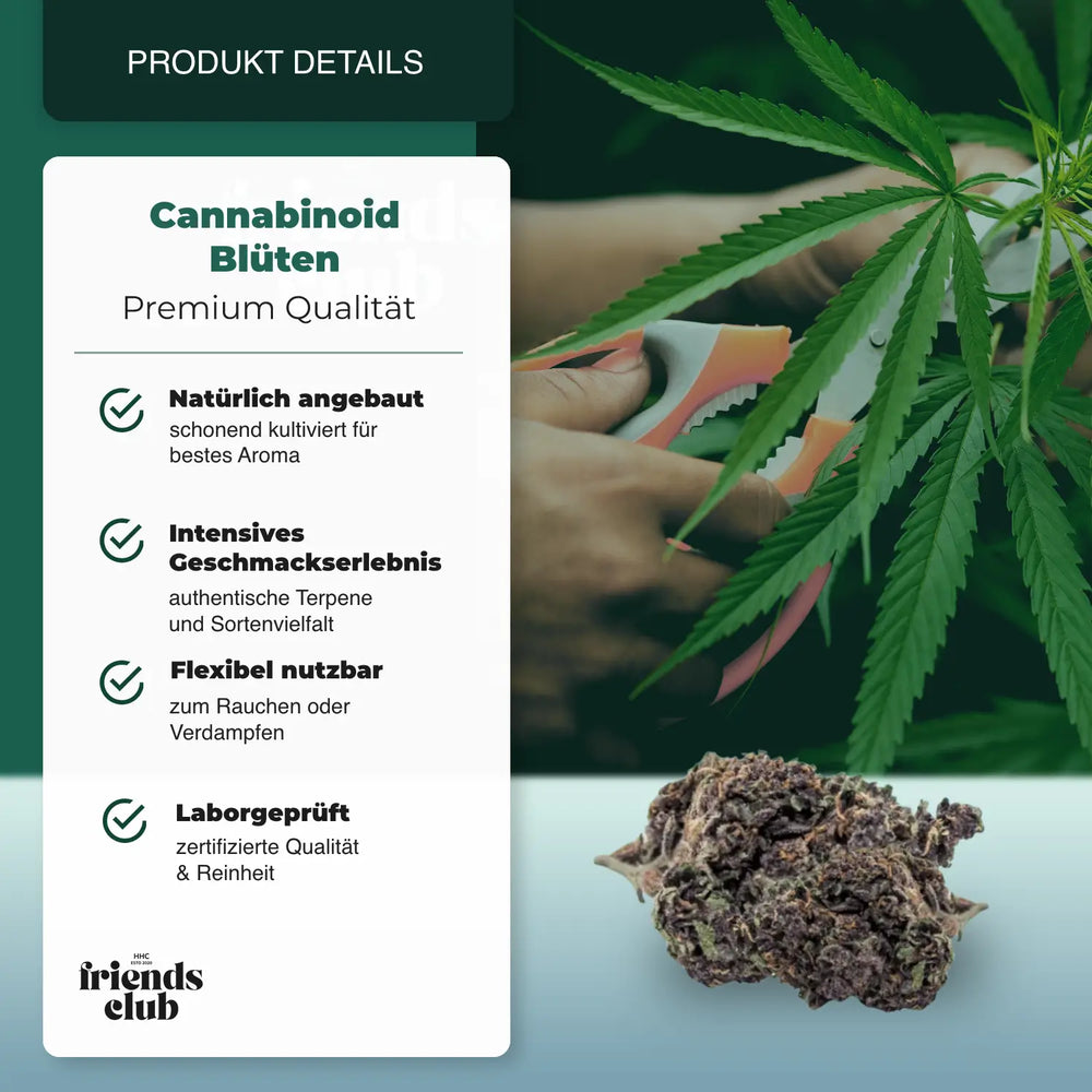 PHC Bloemen Purple Haze 25% - hhcfriends