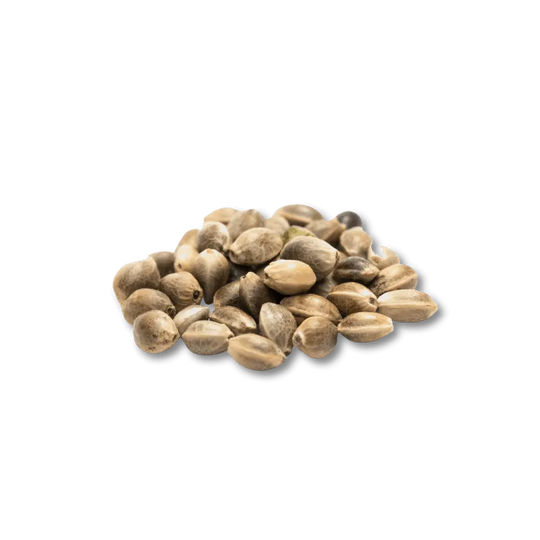 Cali Genetics Purple Milkshake 32.6% THC 🌱 3 seeds