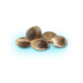 Cannabis Seeds Automatic Mix Pack 5 Pieces