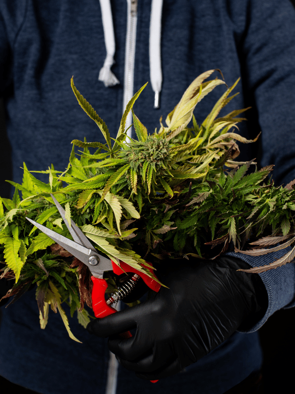 Cannabis knippen