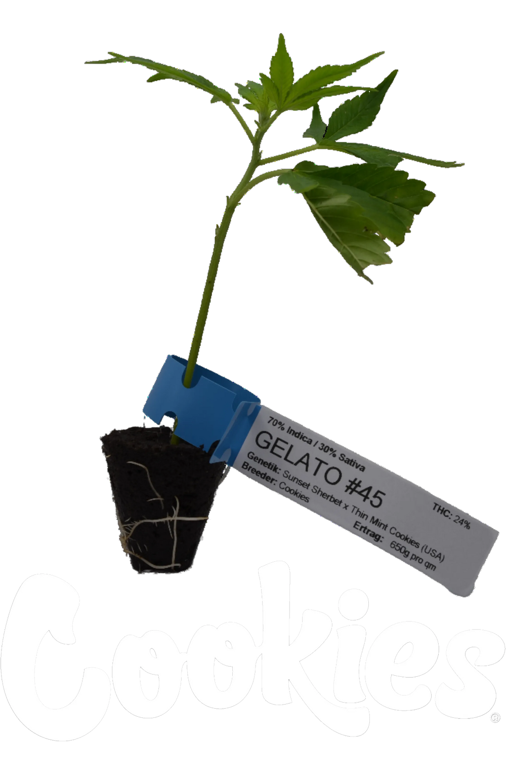 Prémium Kannabisz hajtások Gelato #45