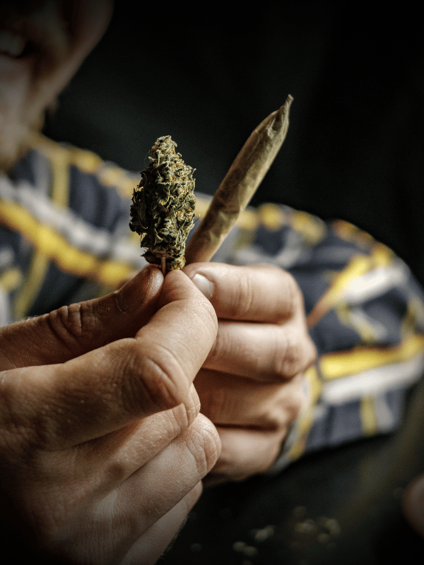 Cannabis Zelt und Anbauprodukte