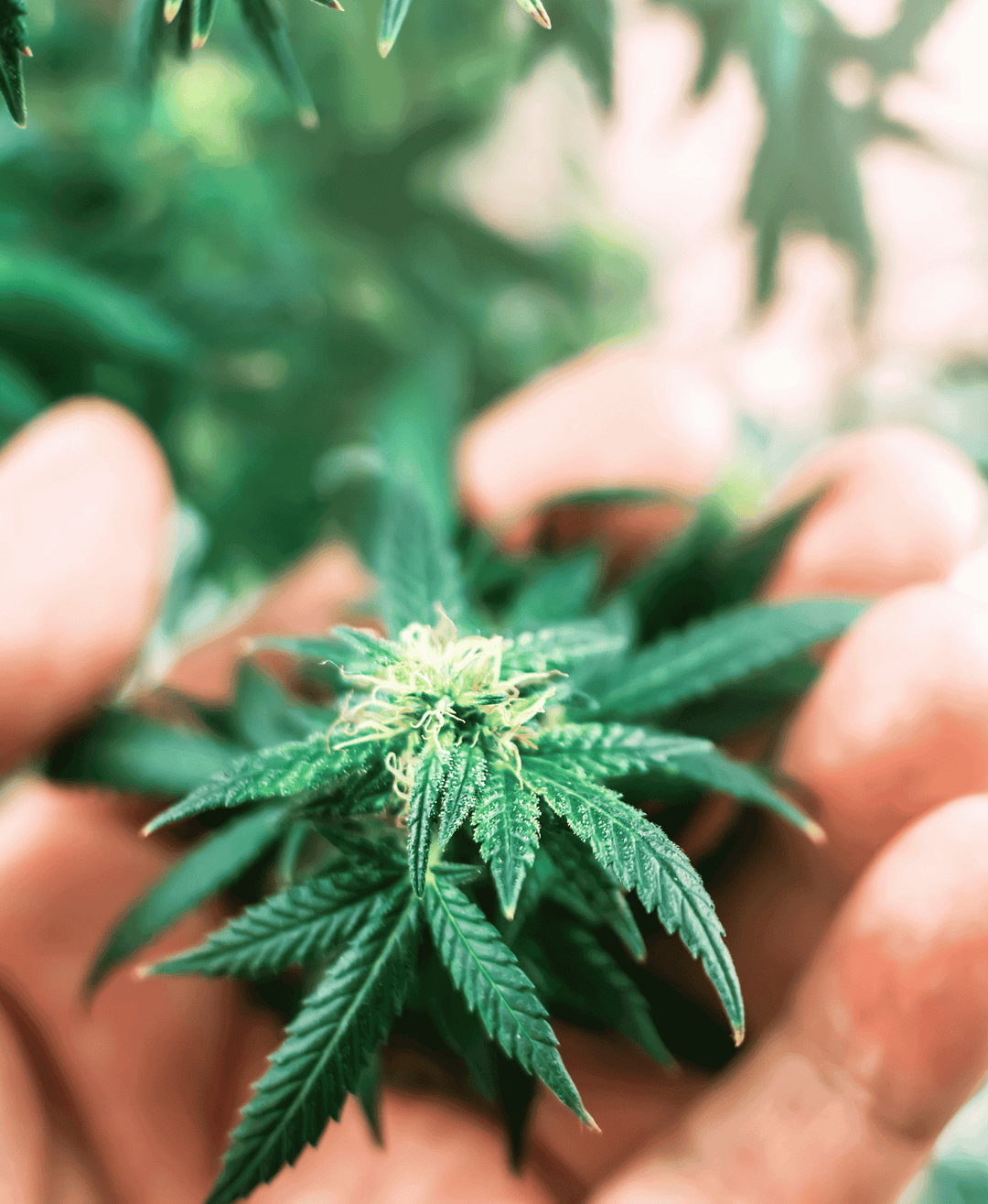 Flor de cannabis en una mano