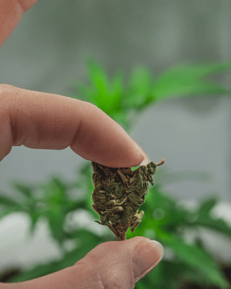 Dedos que sostienen una Bloem de cannabis en la mano