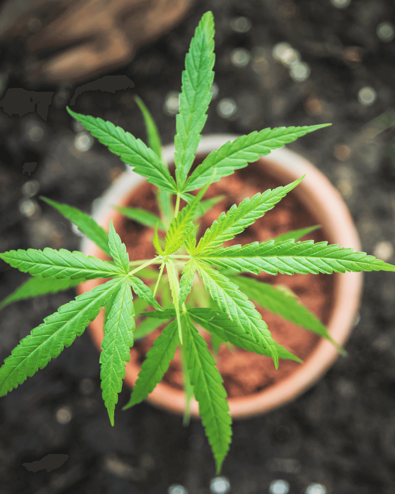 Small cannabis plant in a pot
