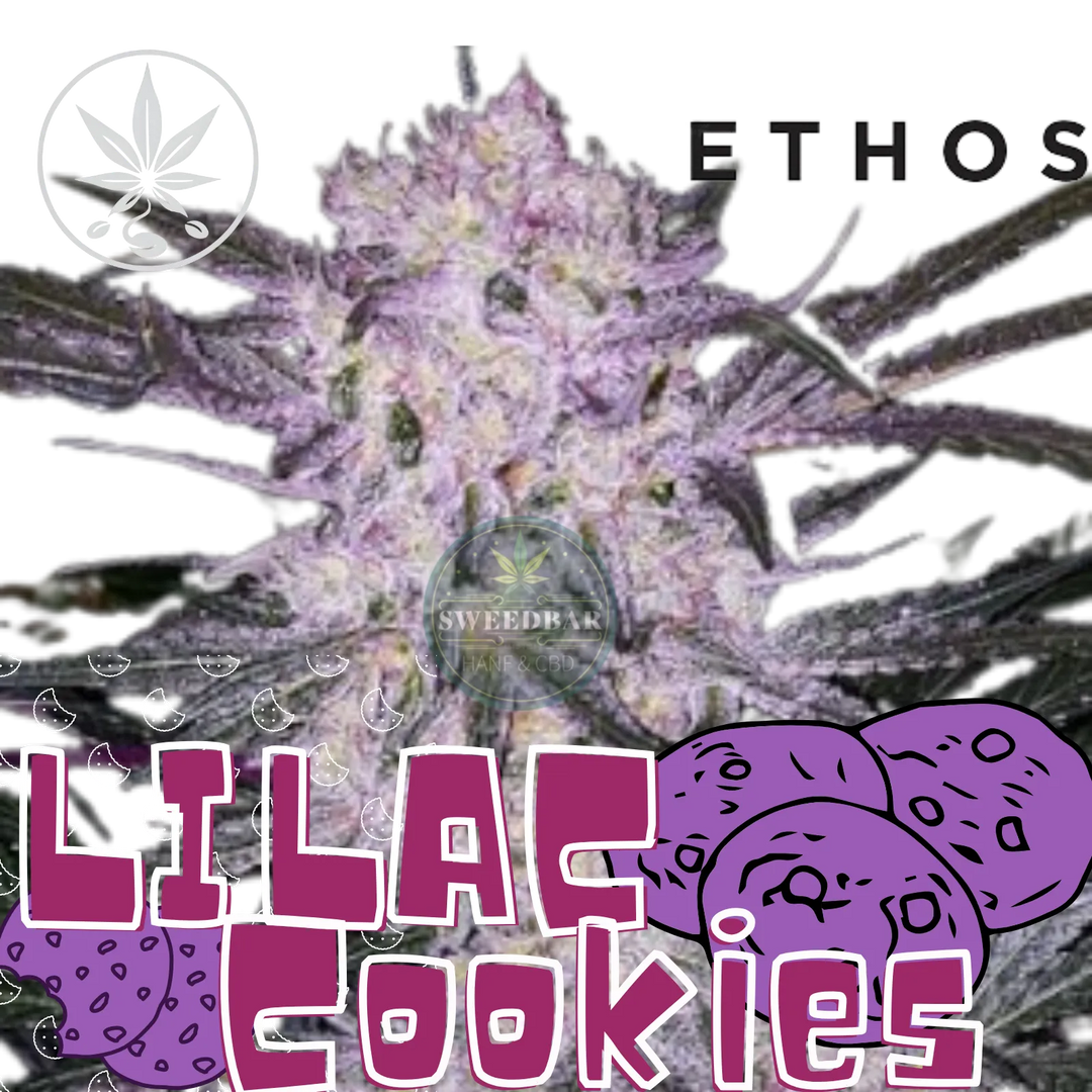 Steckling de Cannabis Lilac Cookies d’Ethos Genetics