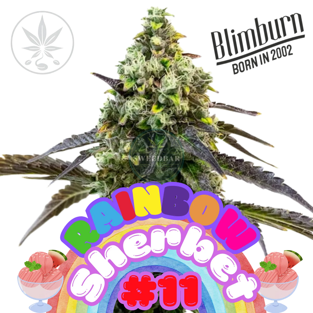 Bouture de Cannabis Rainbow Sherbet #11