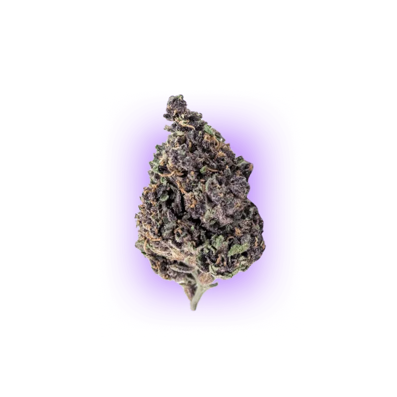Cali Genetics Purple Milkshake 32,6% THC 🌱 3 nasiona