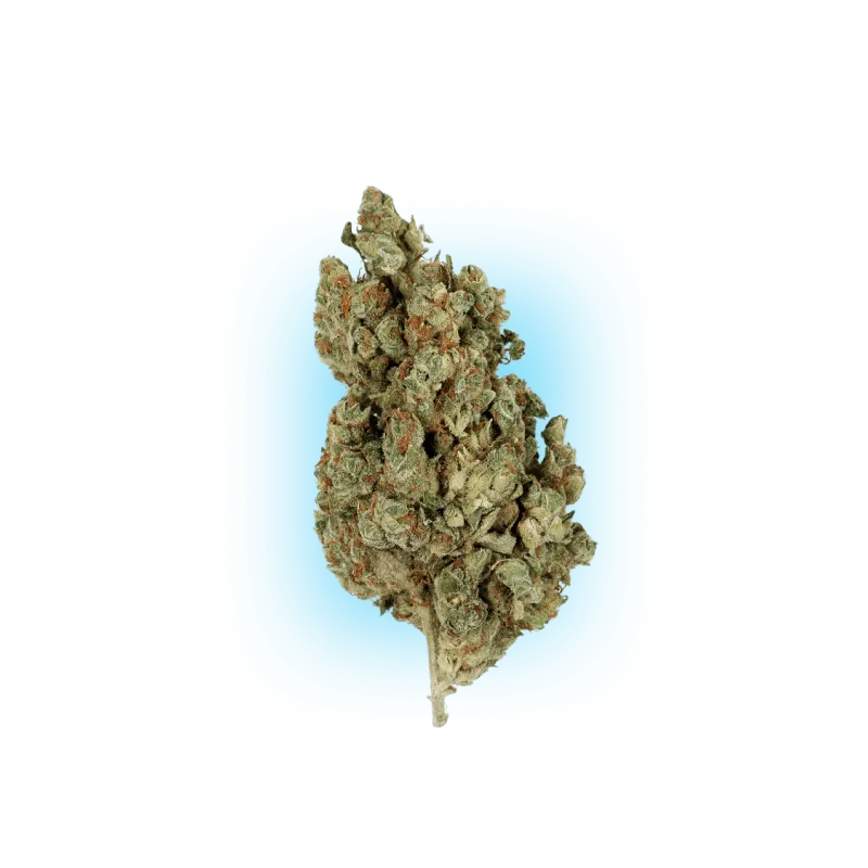 Graines de Cannabis Runtz x Amnesia 3 pcs