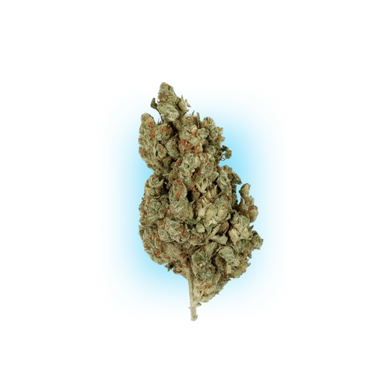 Cannabis Seeds Runtz x Amnesia 3 Pieces