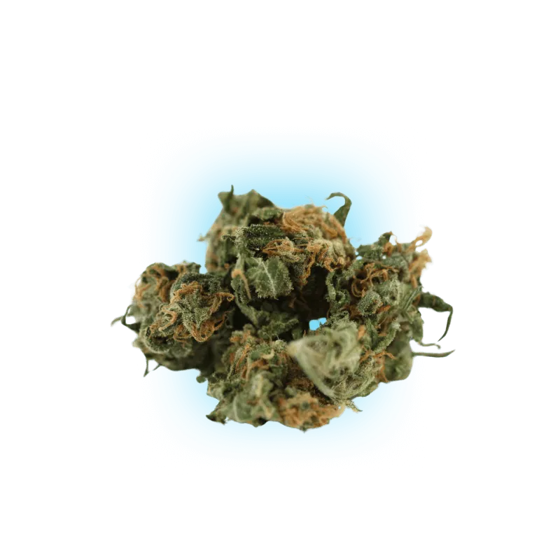 Graines de Cannabis Black Domina auto. 3 pcs