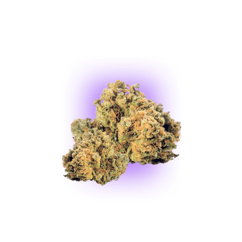 Cali Genetics Strawberry Guava - Floraison rapide 3pcs