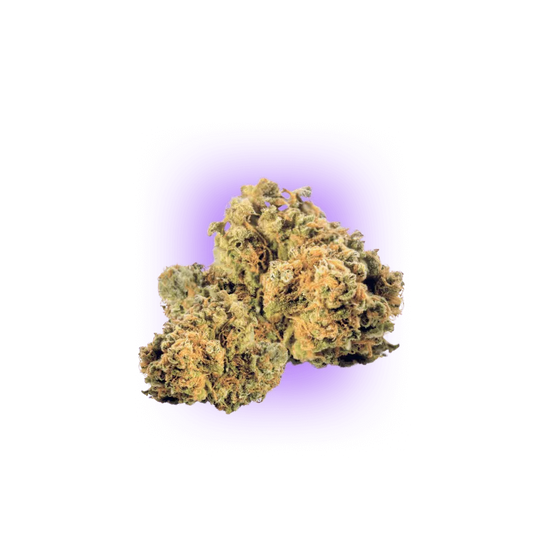 Cali Genetics Strawberry Guava - Fast Flowering 3 pcs.