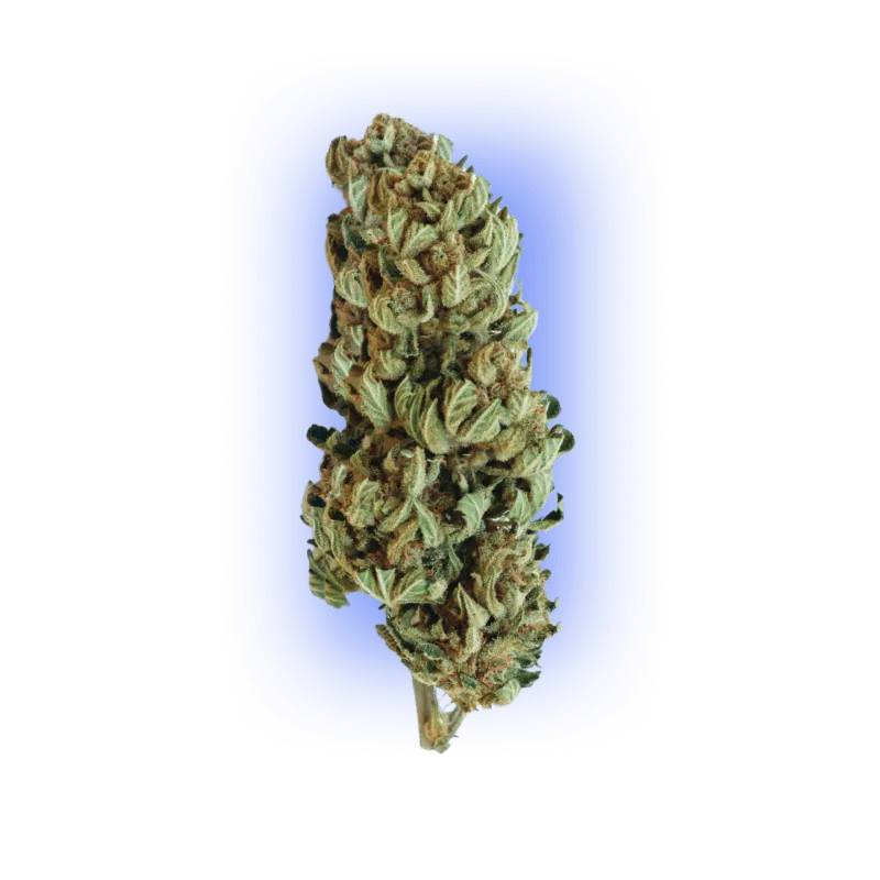 Graines de Cannabis Gorilla XL auto. 3 pcs