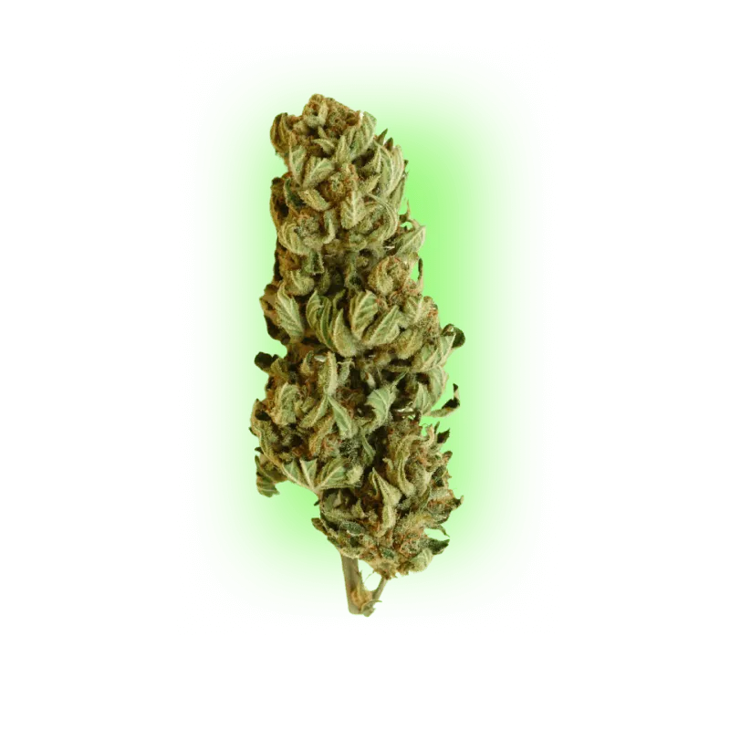 Cannabiszaden Northern Light Indica 100% 3 stuks