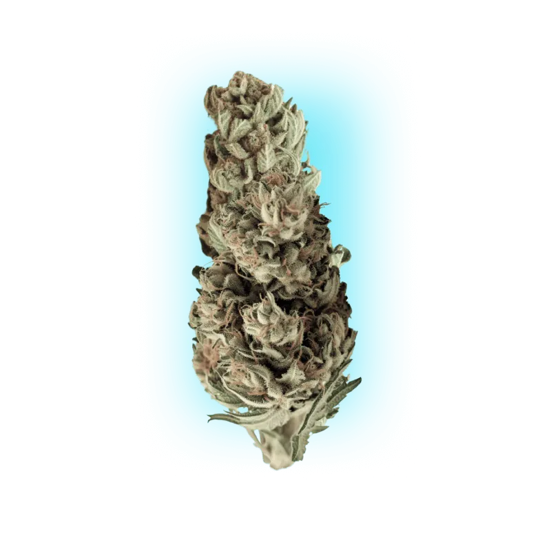 Sementes de Cannabis Runtz x Skywalker OG 3 unidades