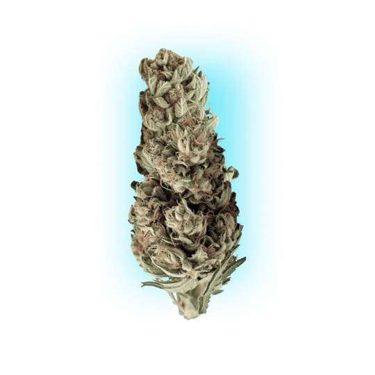 Sementes de Cannabis Runtz x Skywalker OG 3 unidades