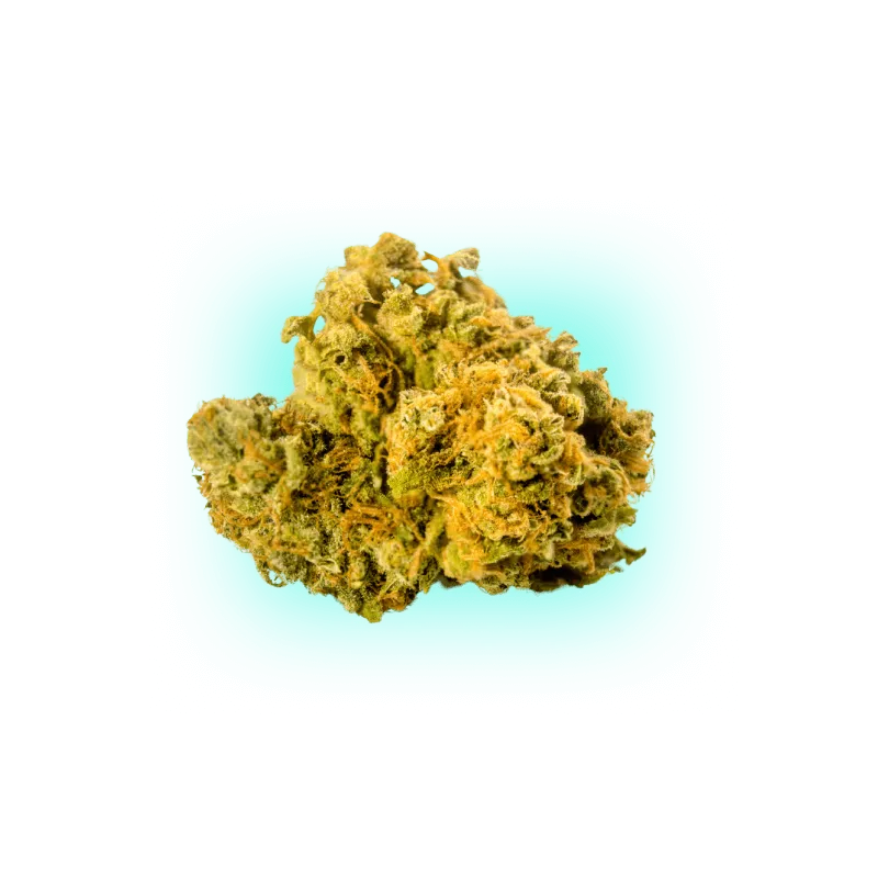 Sementes de Cannabis Biscotti 3 unidades