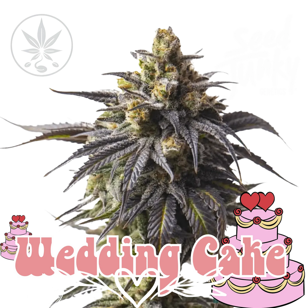 Boutures de Cannabis Wedding Cake