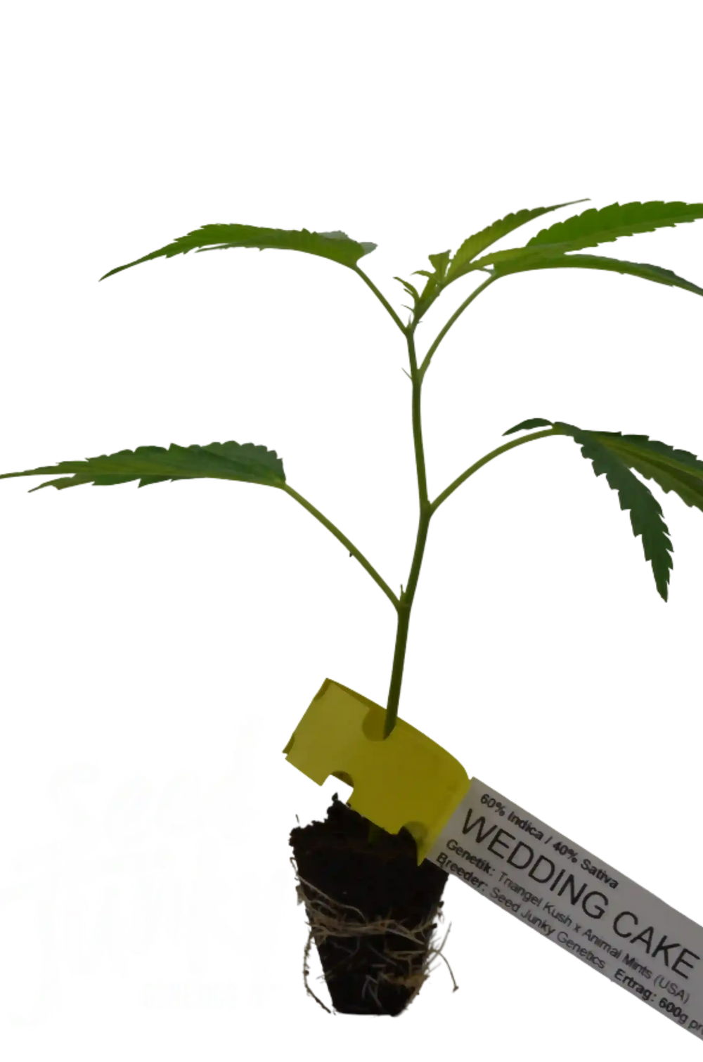 Boutures de Cannabis Wedding Cake