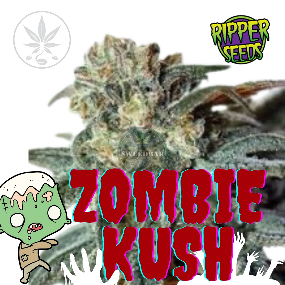 Bouture de Cannabis Zombie Kush