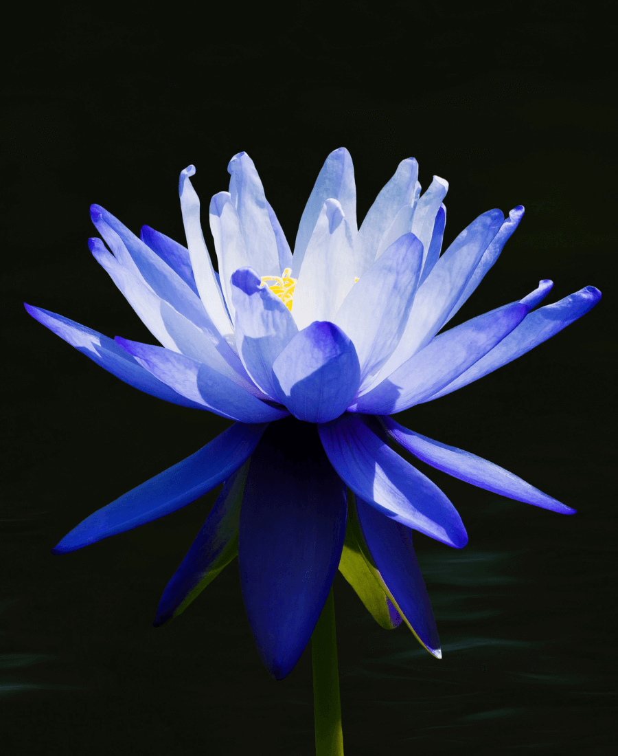 Plante de Lotus Bleu