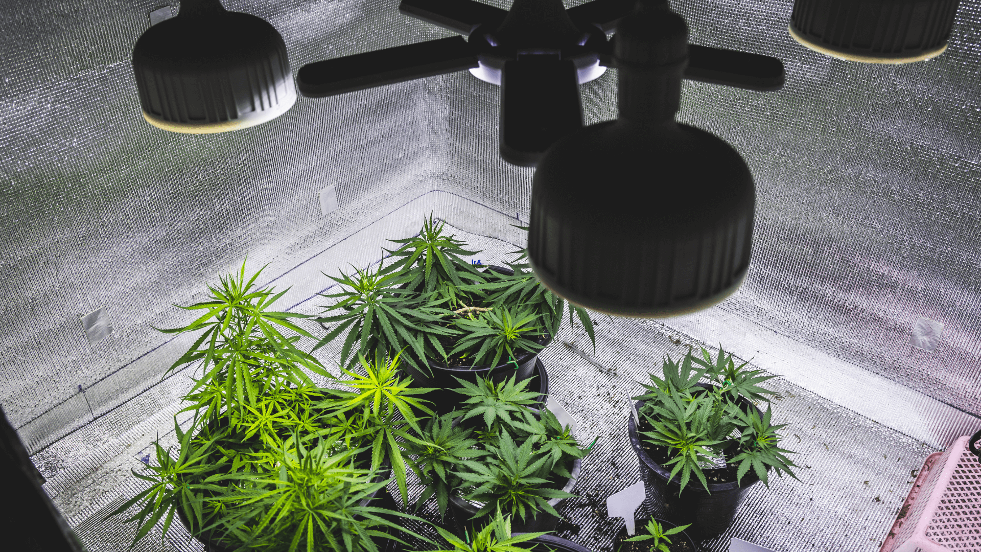 Cannabis cultivation grow
