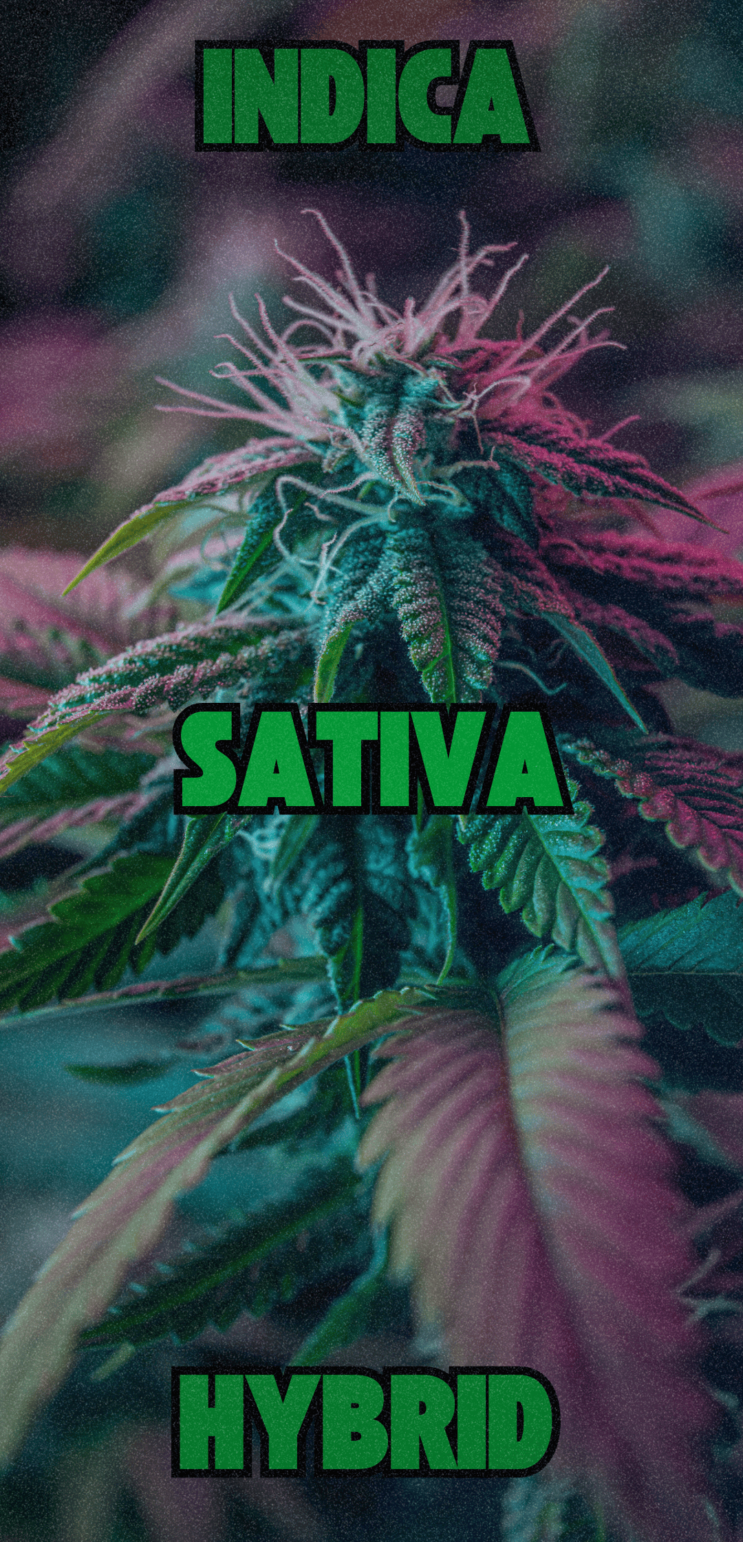 Poză cu o tulpină de canabis cu cuvintele INDICA, SATIVA și HYBRID