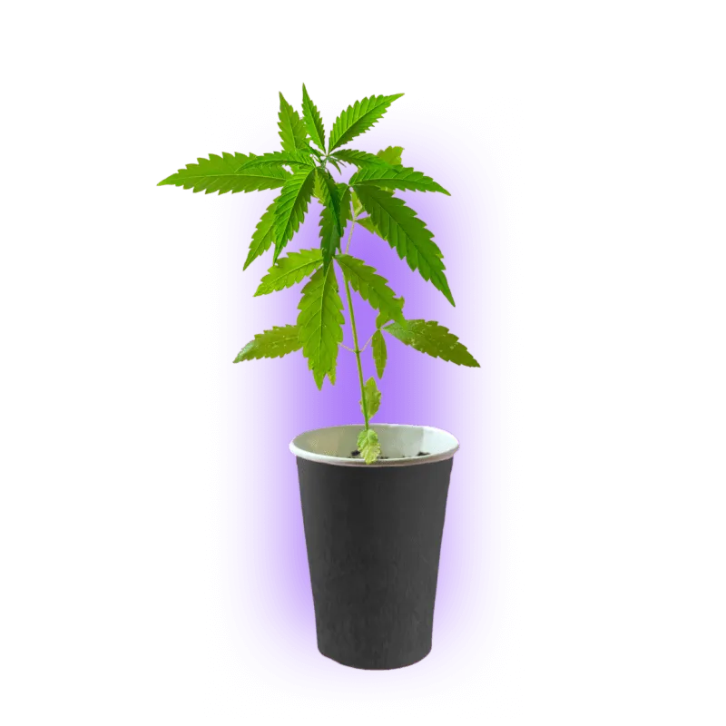 Boutures de Cannabis Premium Girl Scout Cookies