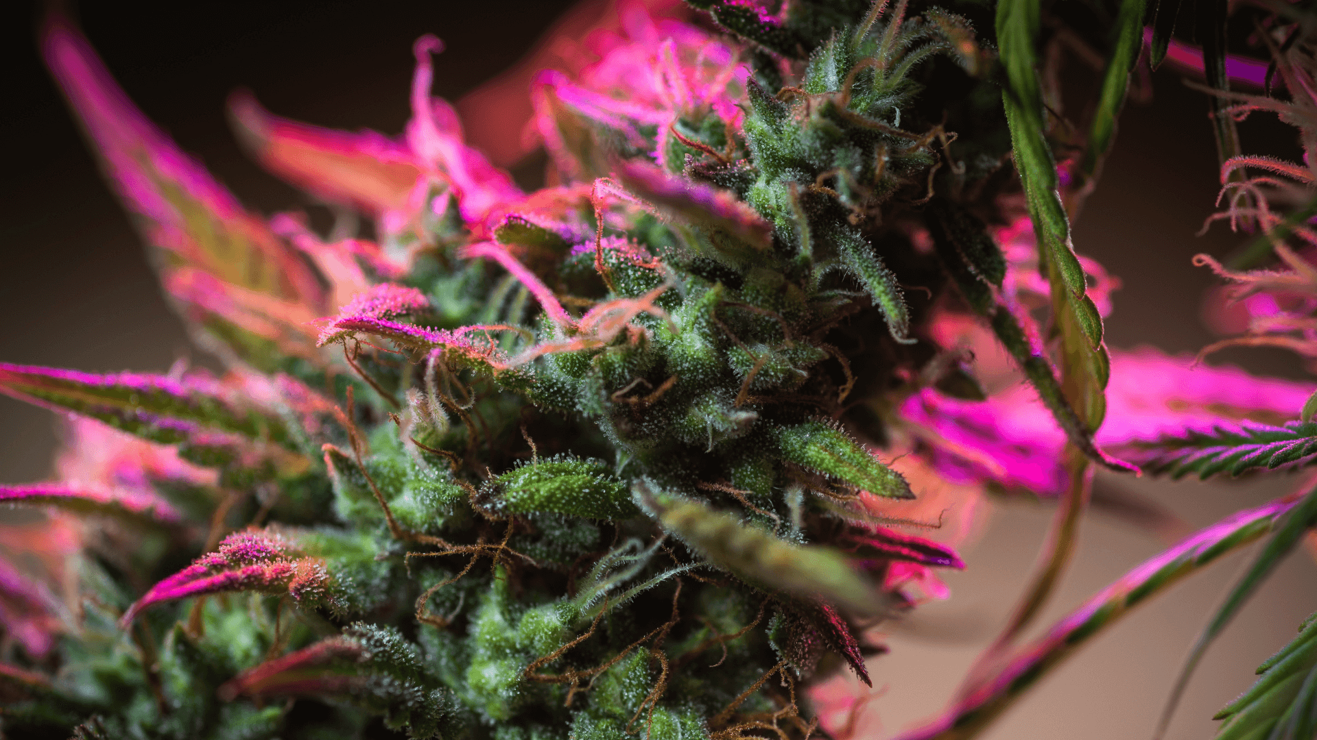 CBG, CBD Bloemen bestellen