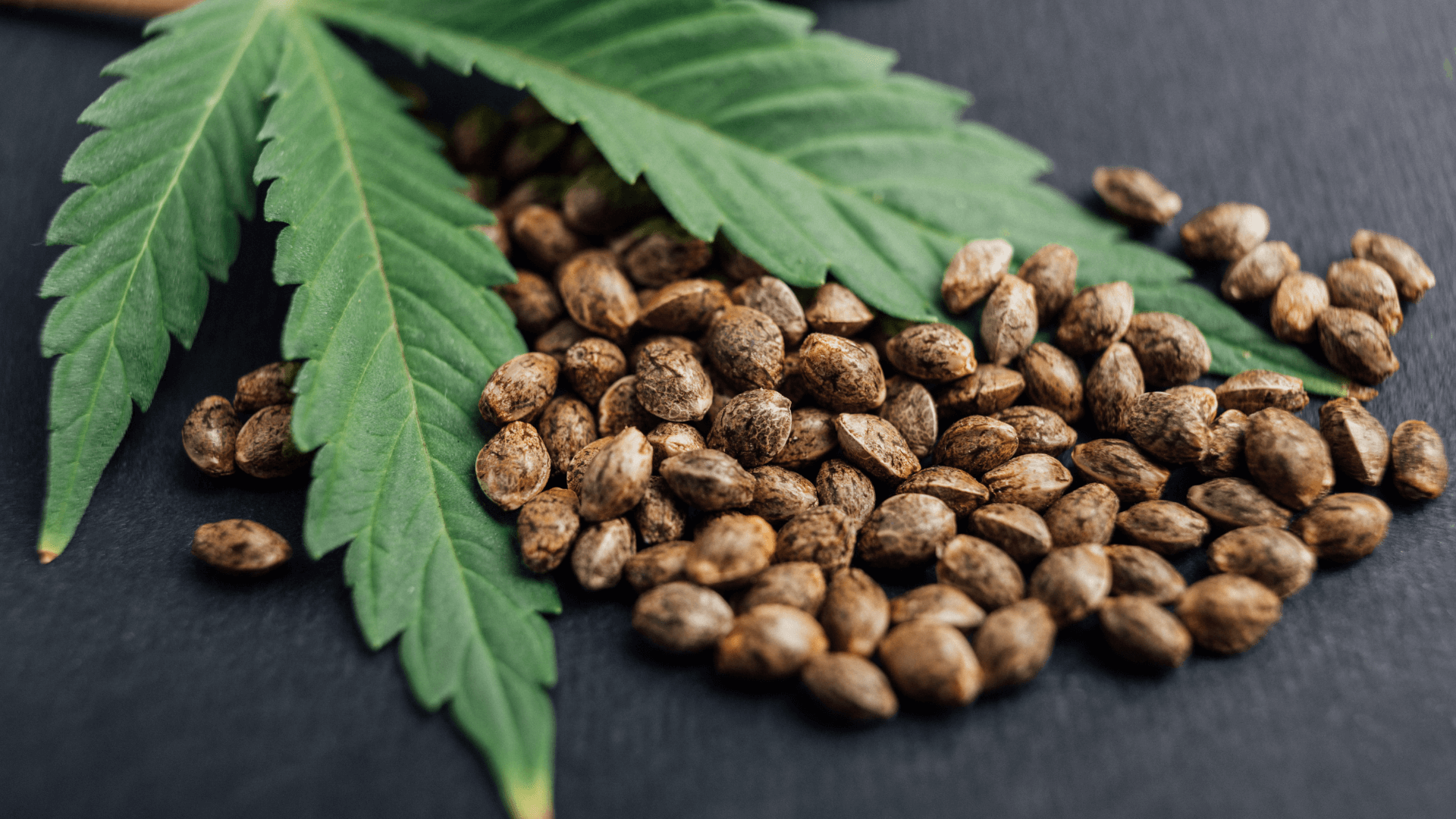 Sementes de Cannabis CBD Premium