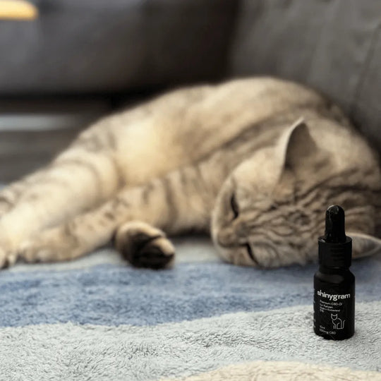 Huile CBD pour chats 5%