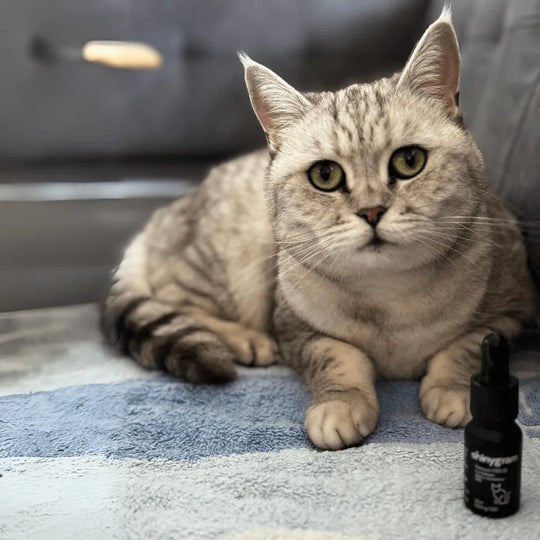 Huile CBD pour chats 5%