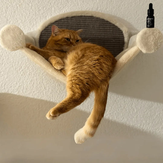 Huile CBD pour chats 5%