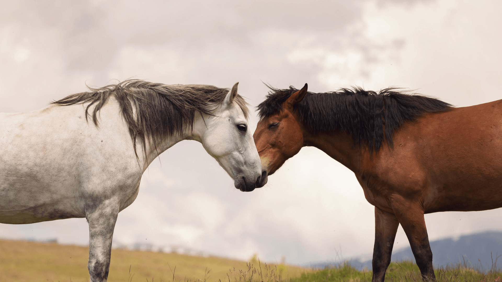 Buy CBD Oil for Horses