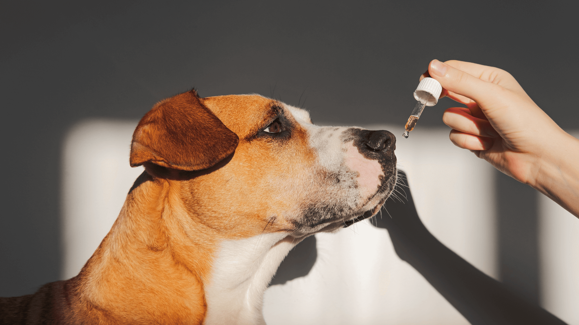 Buy CBD Oil for Animals