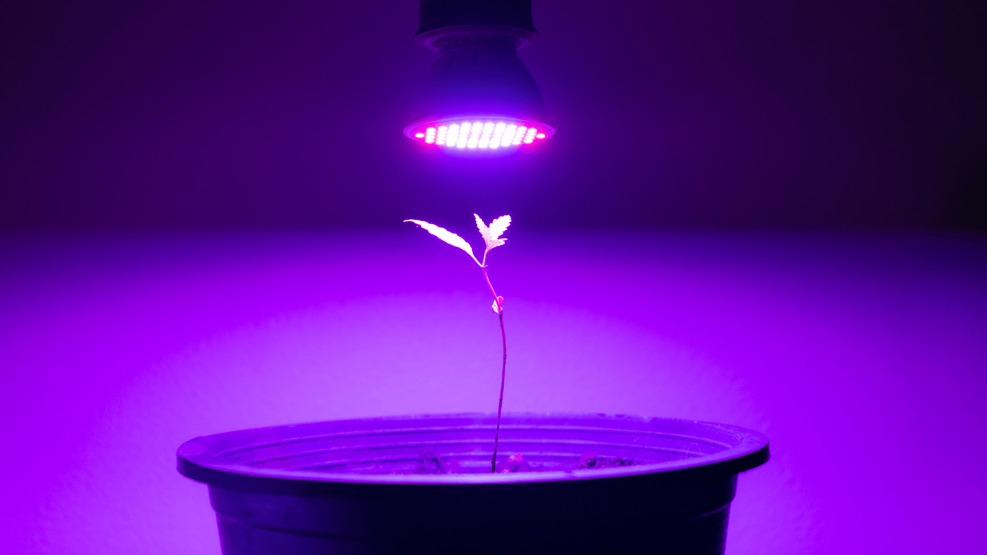 Feminized Cannabis Seeds