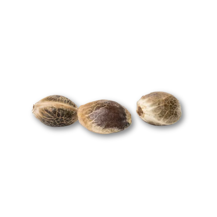 Sementes de Cookie THC 🌱