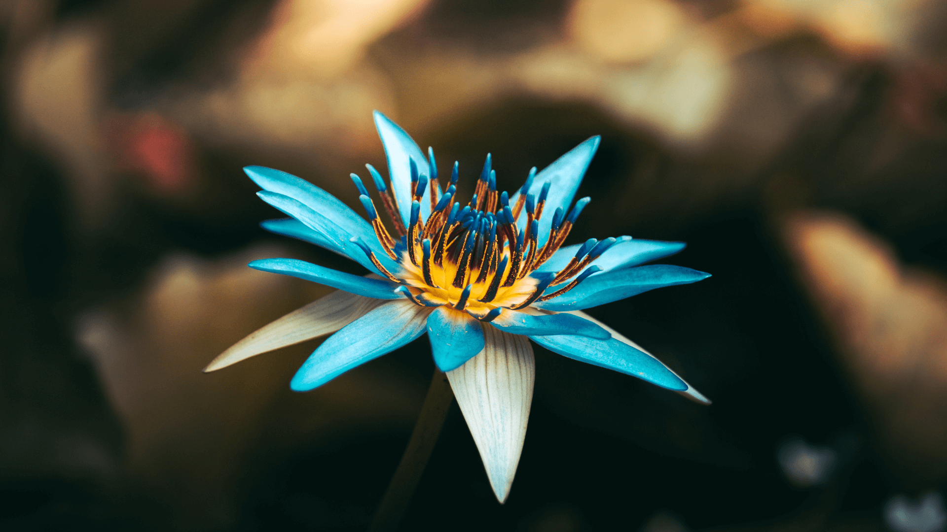 Buy Blue Lotus