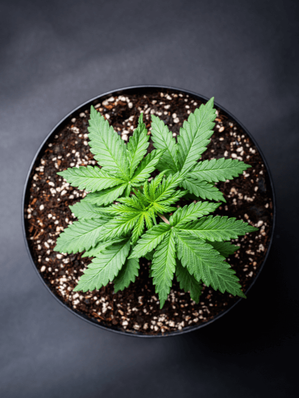 Cannabis em vaso