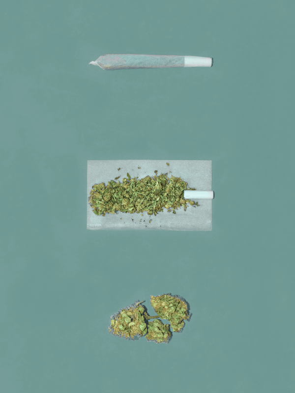 Colheita de Cannabis