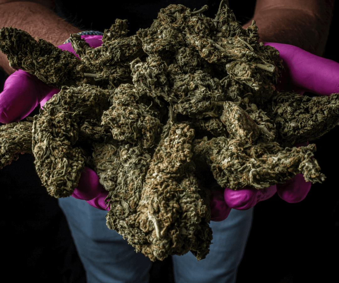 Cena de Cannabis de Berlim Flores HHC