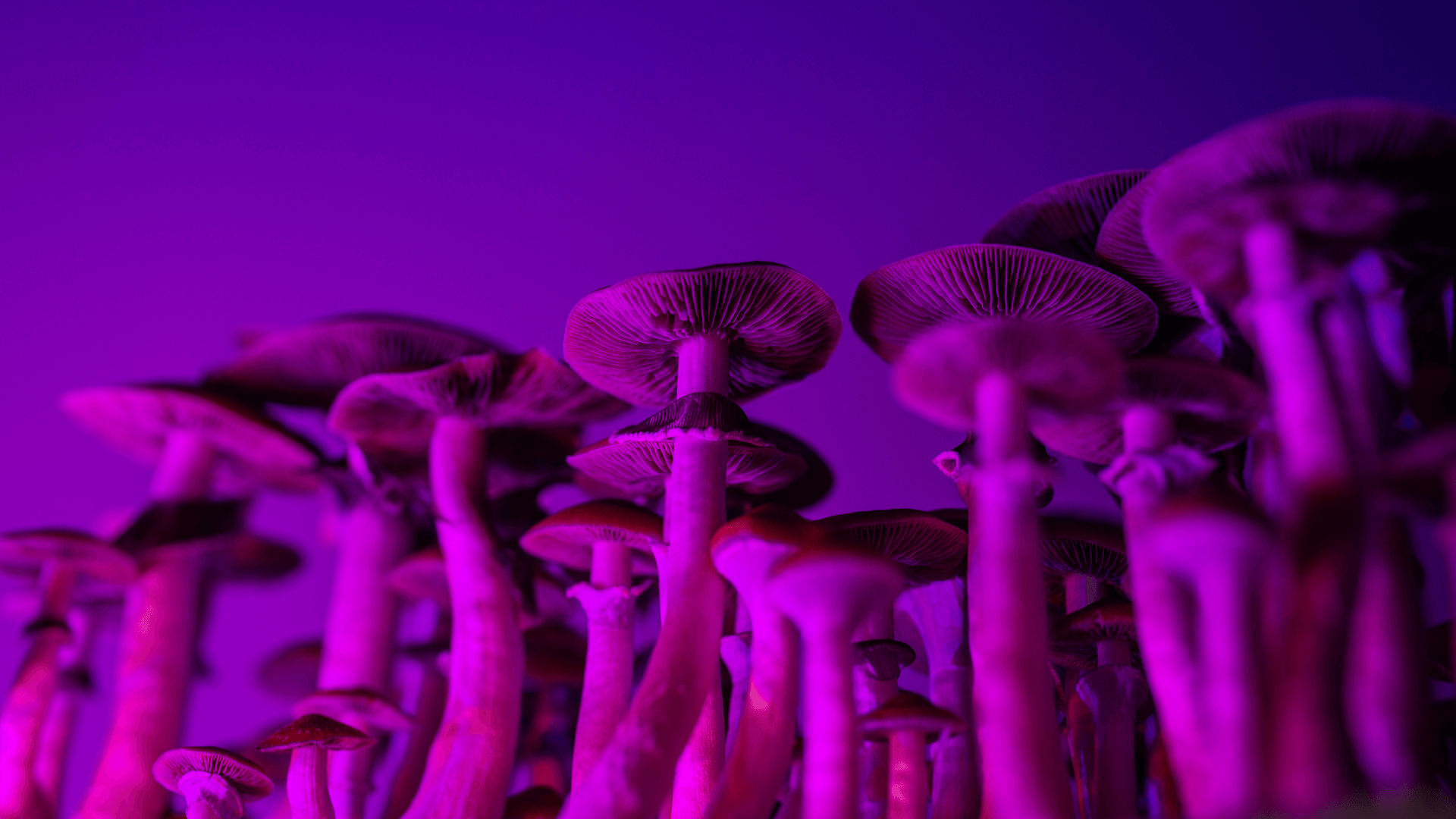 Magic Mushroom Muscimol gombák vásárlása