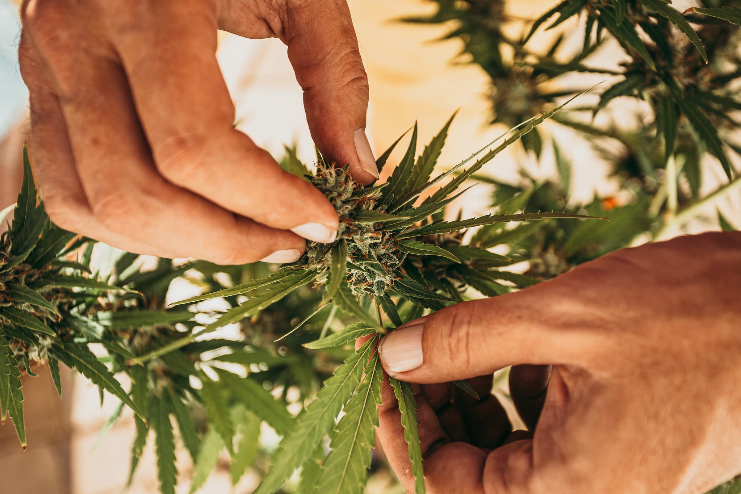 Acheter une plante de marihuana