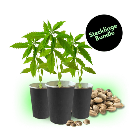 Cuttings Bestseller Bundle