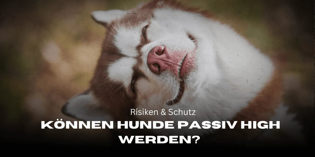 Les chiens peuvent-ils devenir passivement high ? Risques et protection