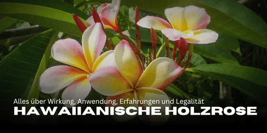 Hawaiian Woodrose: Everything about effects, application, experiences, and legality