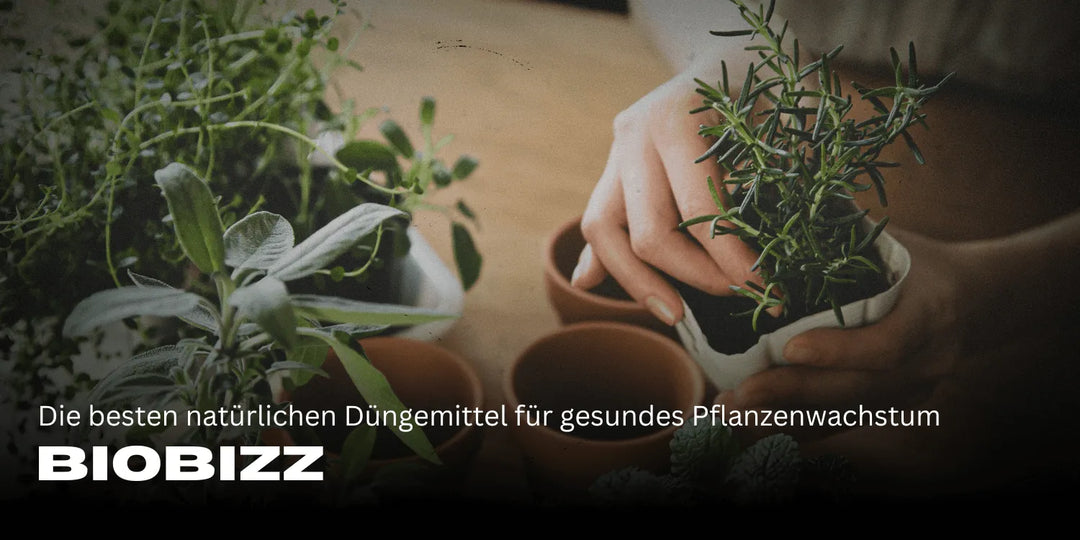 Biobizz: Cele mai bune îngrășăminte naturale pentru o creștere sănătoasă a plantelor