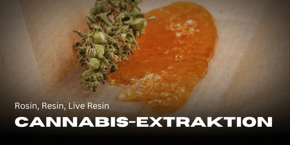 Extracție de canabis: Rosin, Resin, Live Resin